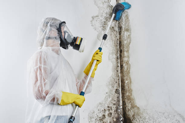 Best Professional Mold Removal  in Columbus, NE