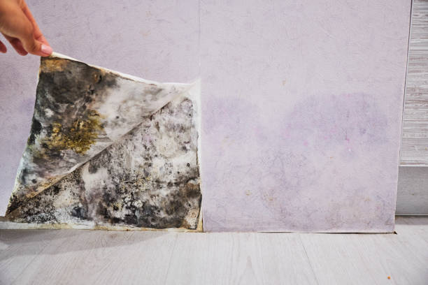 Best Attic Mold Removal  in Columbus, NE